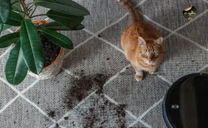 جارو برباتیک یوفی